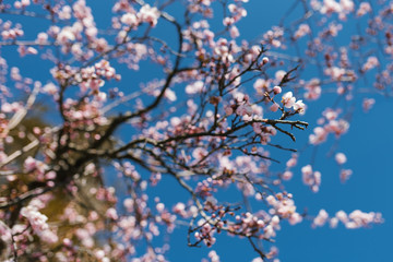 Blooming tree branch with pink flowers against a blue clear sky in spring