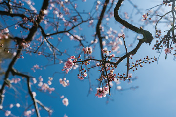 Blooming tree branch with pink flowers against a blue clear sky in spring