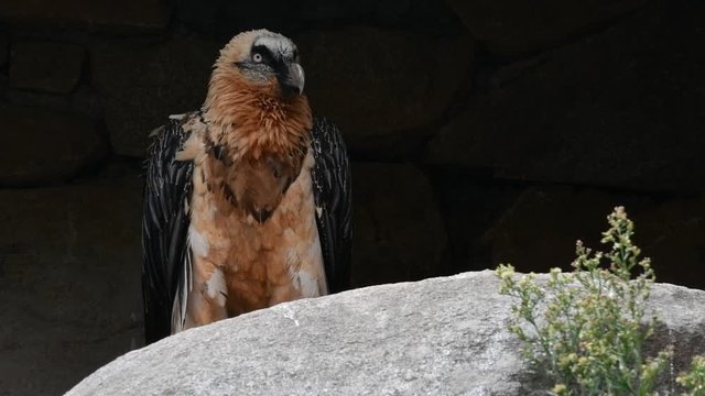 Bearded vulture / Lammergeier / ossifrage (Gypaetus barbatus) male perched in rock face
