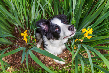 Funny outdoor portrait of cute smilling puppy dog border collie sitting on green grass lawn in park or garden background