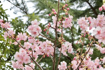 Beginning of Sakura 2