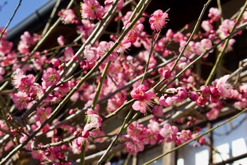 Beginning of cherry blossom in Kyoto