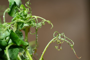 Microgreen peas sprouts in drops of water, on a light brown background, closeup, space for text. Healthy nutrition, super food  and vegan concept.