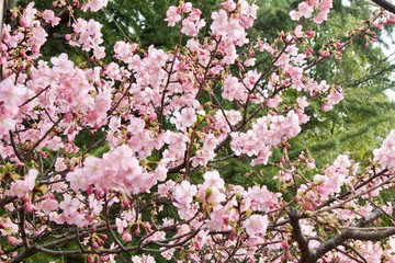 Beginning of Sakura