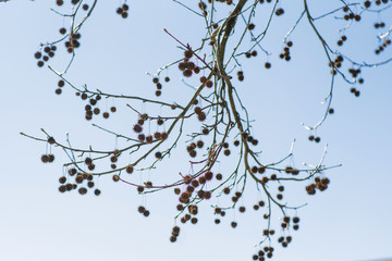 The branches of a sycamore tree with fruit on the background of clear sky