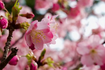 Fototapeta na wymiar Cherry blossom 5