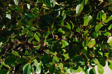 Background of green leaves of a Bush