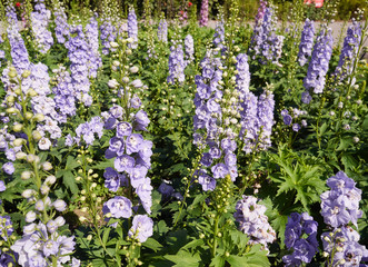 Obraz premium Beautiful flowers with the leaves in the sunshine. Purple flowers background.