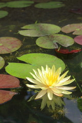 The yellow lotus was planted in the pond and well taken care of in the botanical garden