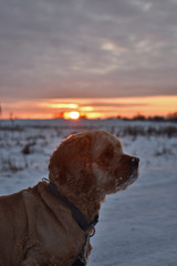 dog at sunset in a field