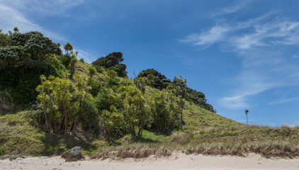 Fototapeta na wymiar Bay of islands coast New Zealand Waewaetorea island