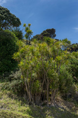 Fototapeta na wymiar Bay of islands coast New Zealand Waewaetorea island