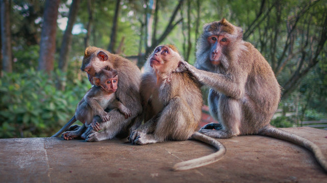 Familia de macacos en Bali, Indonesia