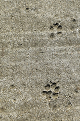 animal paw print trace. Traces of a dog or a cat in black on a dirty cement footpath
