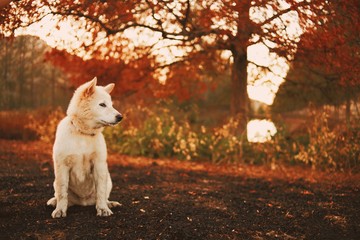 dog in forest