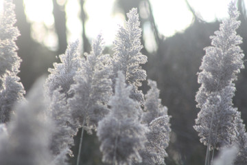 Mildes gegenlicht in den Bl&uuml;ten von Schilf