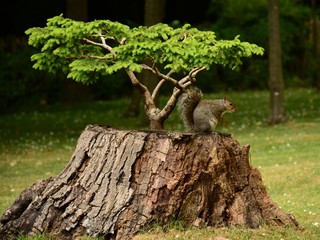 Ardilla debajo de un bonsai