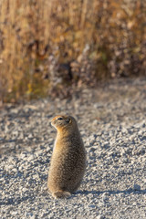 Naklejka na ściany i meble Arctic Ground Squirrel in Autumn n Alaska