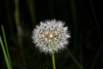 Dandelion Flower