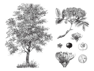 Rowan or Mountain-ash (Sorbus aucuparia) / vintage illustration from Brockhaus Konversations-Lexikon 1908