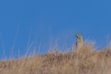 Arctic Ground Squirrel in Autumn n Alaska