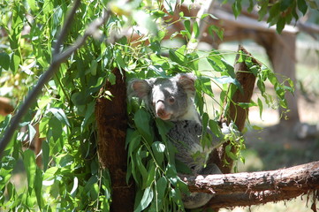 Obraz premium Un koala escondido detras de las hojas
