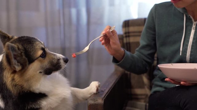 beautiful cheerful young woman gives the cute Welsh Corgi dog food from her plate