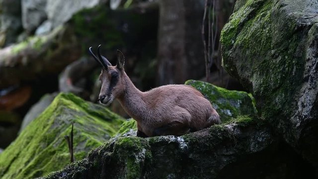 Pyrenean chamois (Rupicapra pyrenaica) resting and looking up among rocks on mountain slope in the Pyrenees