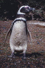 Pingüino de Magallanes en Punta Tombo