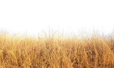 Dead grass and the  white background 
