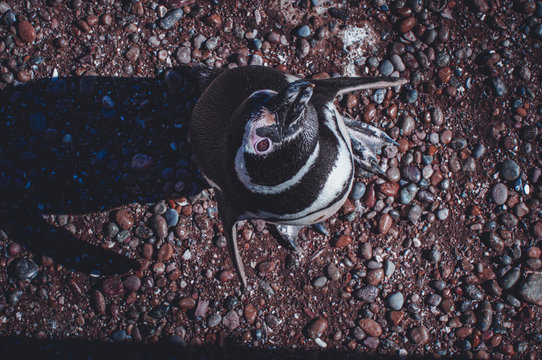 Ping&uuml;ino de magallanes desde arriba
