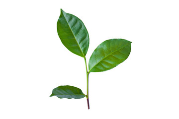 green tea leaves isolated on white background for design elements, fresh green leaves