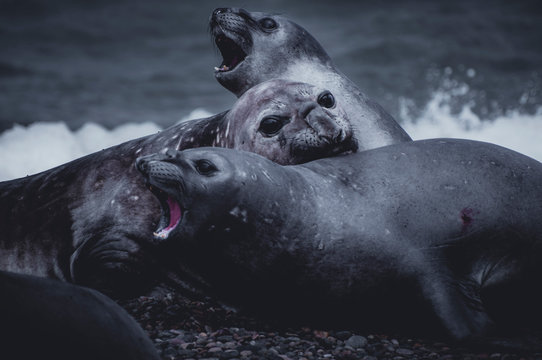Elefantes marinoas peleando en la playa