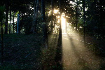 Sun ray beam in tropical jungle woods in the morning