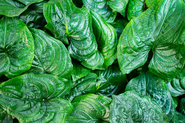 Obraz premium the detail of tropic plant in a greenhouse - foliage texture