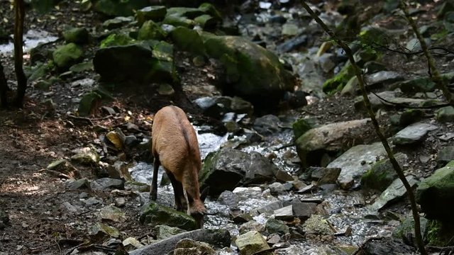 Pyrenean chamois (Rupicapra pyrenaica) drinking water from mountain stream and walking away in forest in the Pyrenees