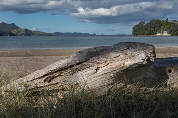 Fototapeta na wymiar Whitianga coast New Zealand. Beach and rocks Coromendel