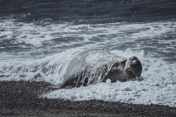 Elefante marino macho bajo las olas