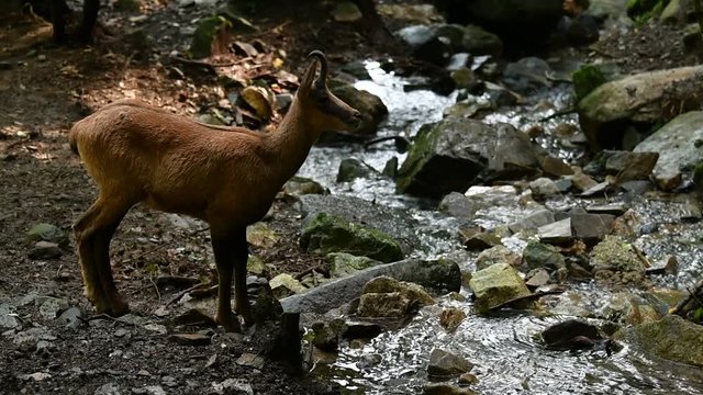 Pyrenean chamois (Rupicapra pyrenaica) at mountain stream in forest in the Pyrenees
