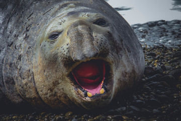 Elefante marino enojado en la playa