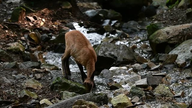 Young Pyrenean chamois (Rupicapra pyrenaica) kid drinking water from mountain stream and walking away in forest in the Pyrenees