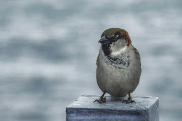 Little sparrow standing in the wind