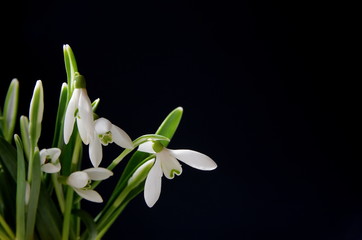 Obraz premium snowdrops on a black background