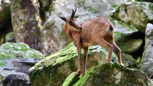 Pyrenean chamois (Rupicapra pyrenaica) grooming among rocks in forest on mountain slope in the Pyrenees