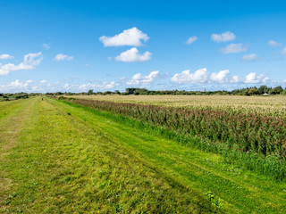 Fototapeta na wymiar View of corn field, maize, in polder and lighthouse from dike on Schiermonnikoog, Netherlands