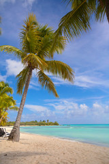 palm tree on the beach