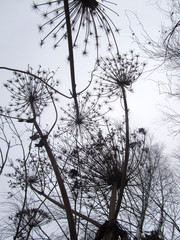 Giant dry Hogweed. Bottom view.
