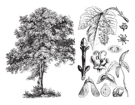 Sycamore maple (Acer pseudoplatanus) / vintage illustration from Brockhaus Konversations-Lexikon 1908