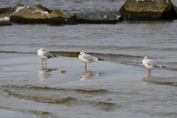 Lachmöwe im Schlichtkleid