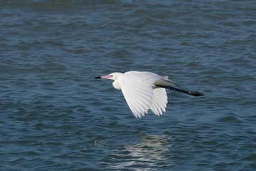 Snowy Egret